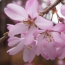 清水寺の桜